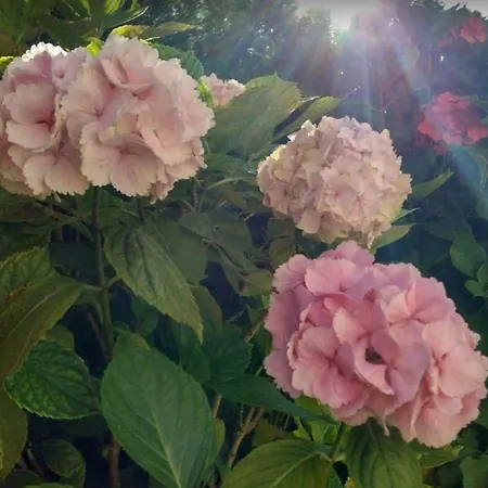 Ondarreta & Terrace Apartmán *