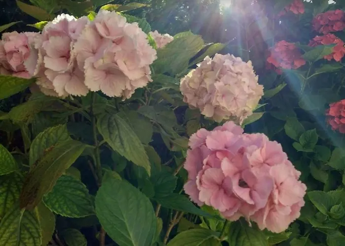 Ondarreta & Terrace Apartment *